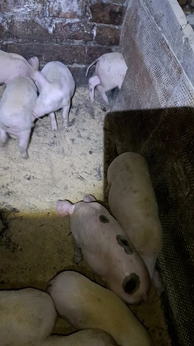 Продам малих поросят,вік 1 місяць,залізо та вітаміни  проколені.
