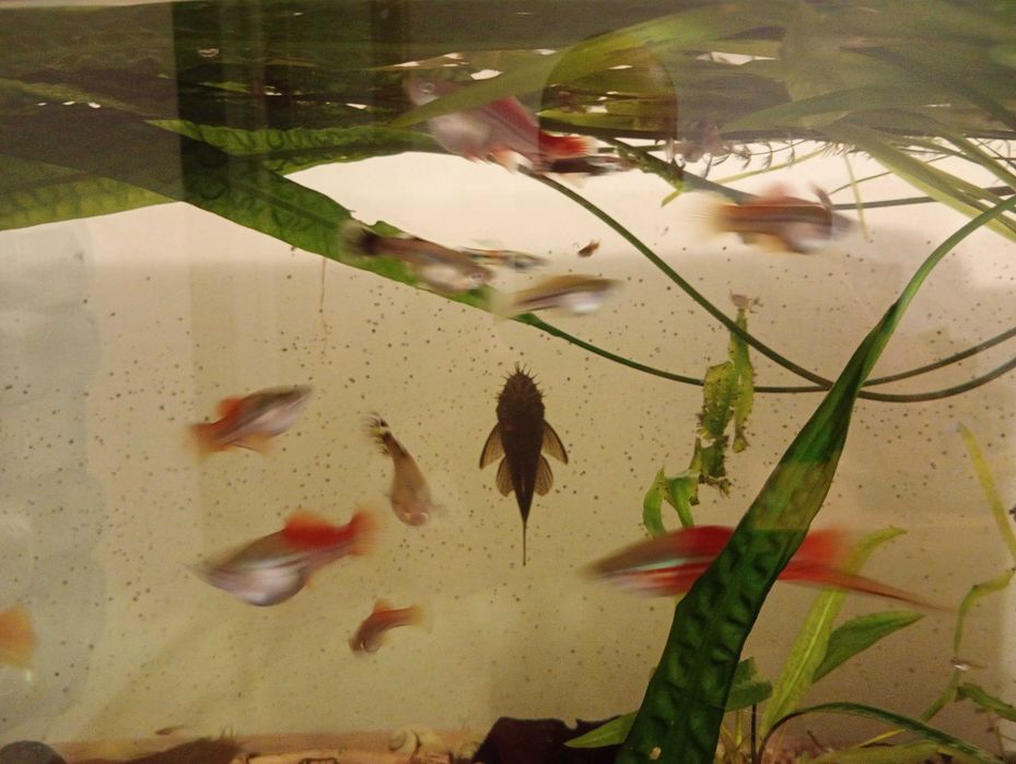 Sprzedam glonojady,mieczyki,gupiki,