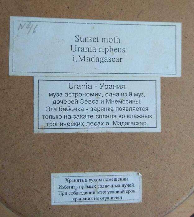 Метелики в рамці