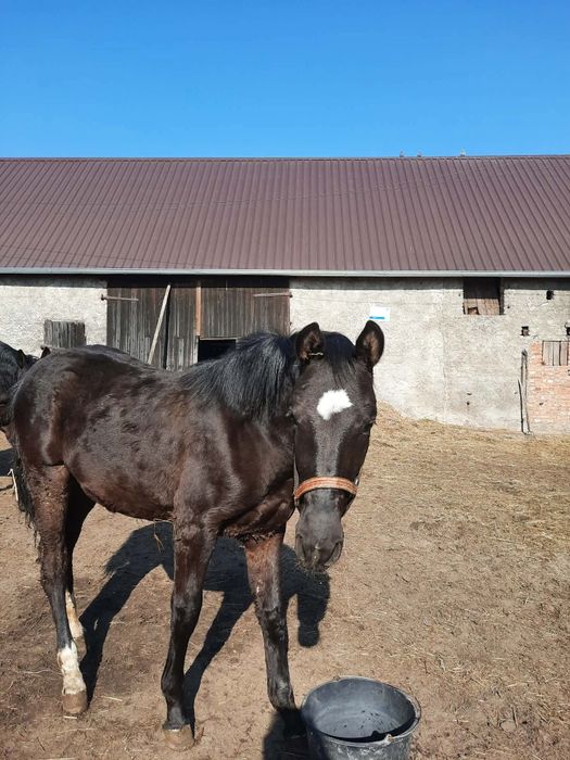 Sprzedam  konia 14miesięcy