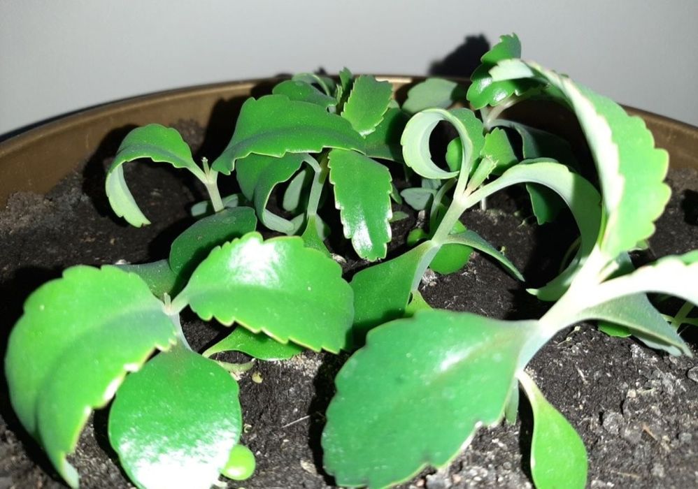 Sadzonki lecznicze Kalanchoe żyworódka