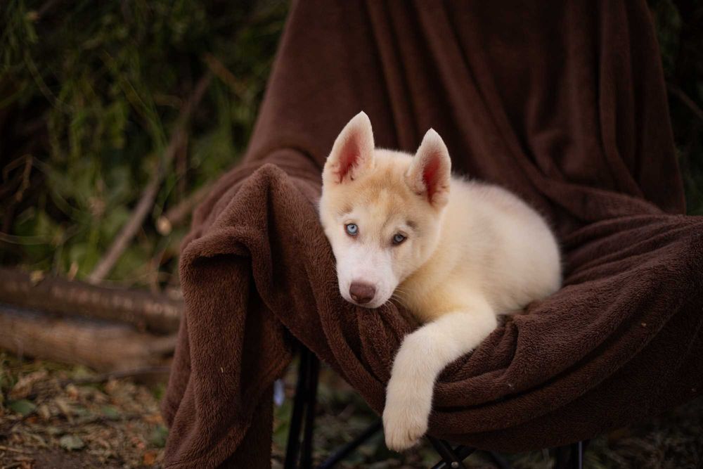 Цуценя хаскі / щенок хаски
