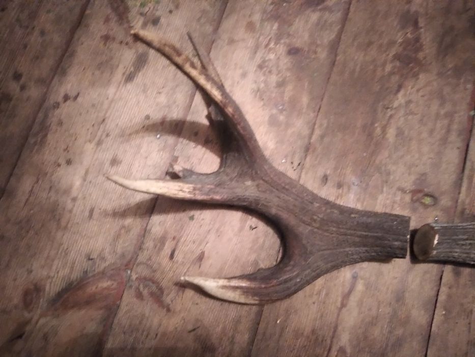 Рога оленя натуральные