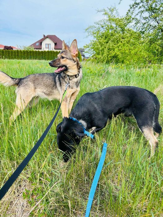 Wyjątkowy Jager w wieku 3 lat szuka domu