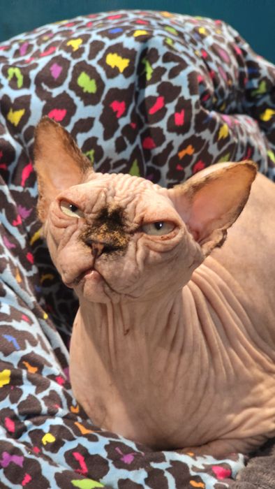 Kotka Sfinks po kastracji  z wyprawką – cudowny charakter!