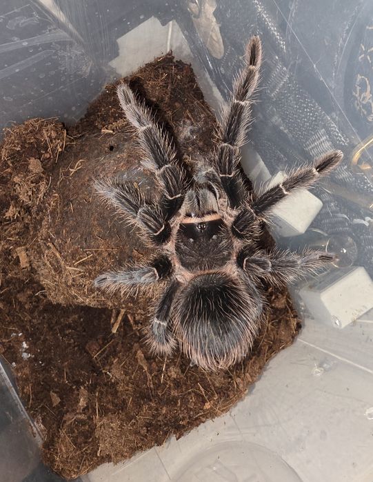Lasiodora Parahybana 6Dc Samica
