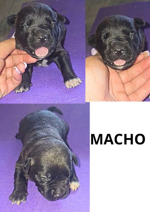 Procurao nova familia