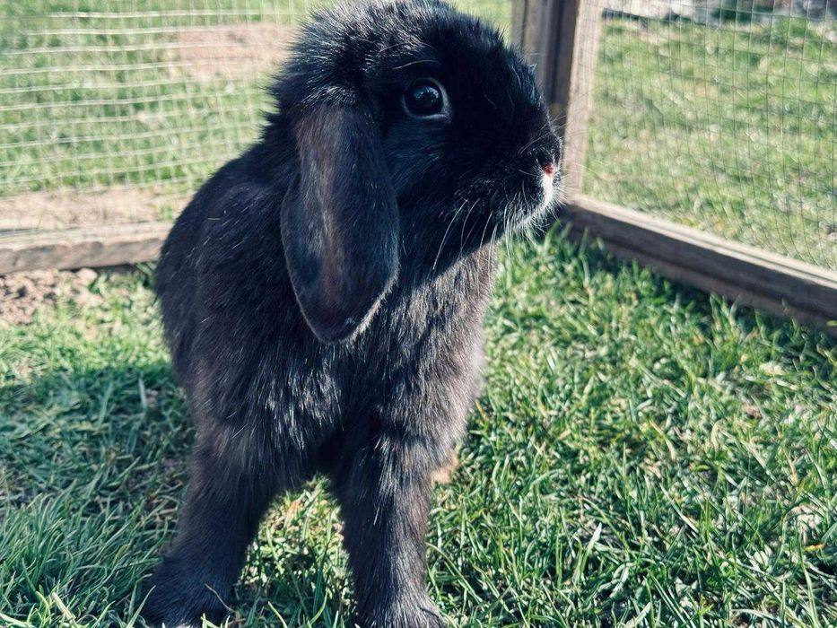 Królik MINI LOP TRZY SAMICE bardzo oswojone baranek miniaturowy