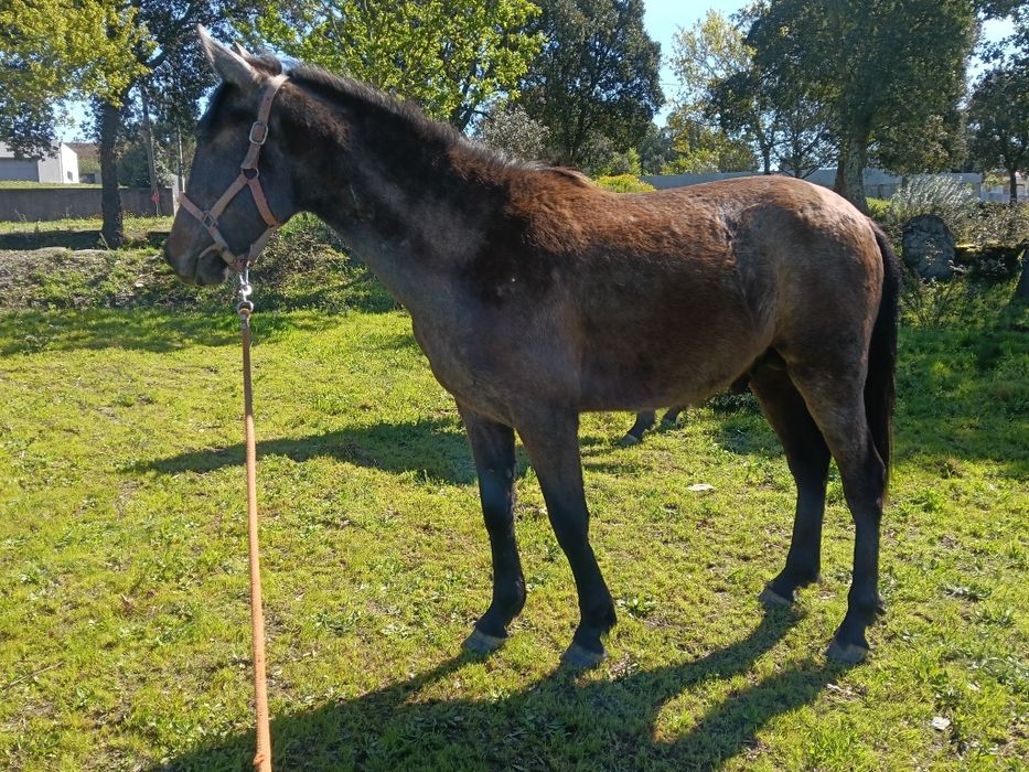 Poldro nobre   filho pais lusitanos 2 ano