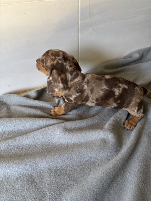 Teckel femea miniatura