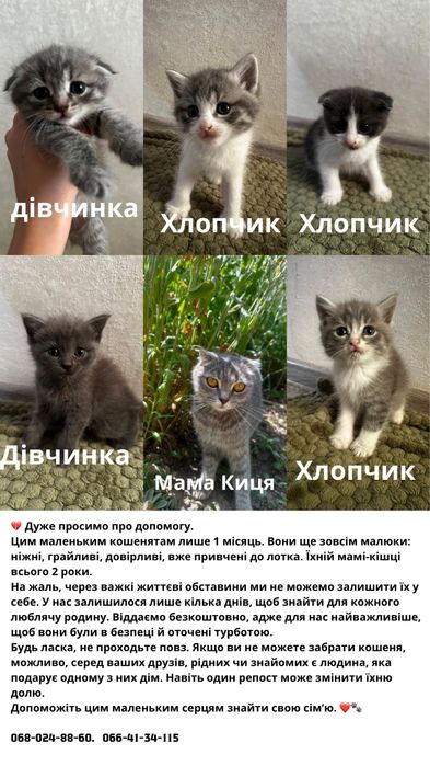 Шукаємо люблячі родини для кошенят та їхньої мами