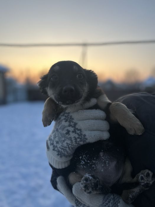 віддаємо собачок