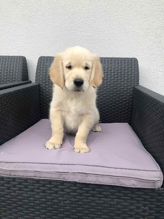 Golden Retriever Labrador Puppies Gumtree Golden Retriever - Main Image