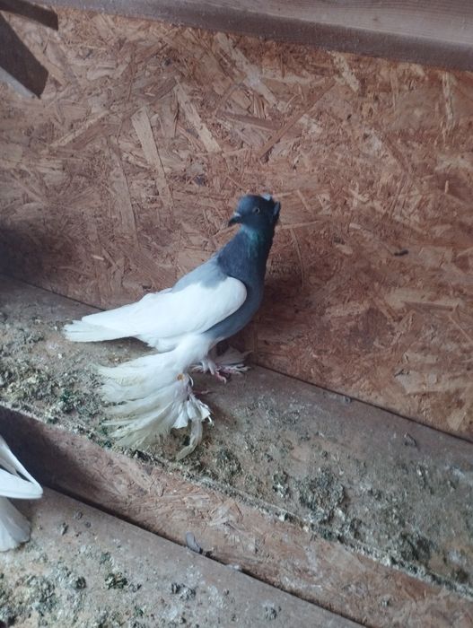 Lot, cepelki, murzyny kosmate, wiedeńskie, saksońskie, bociany, ptaki