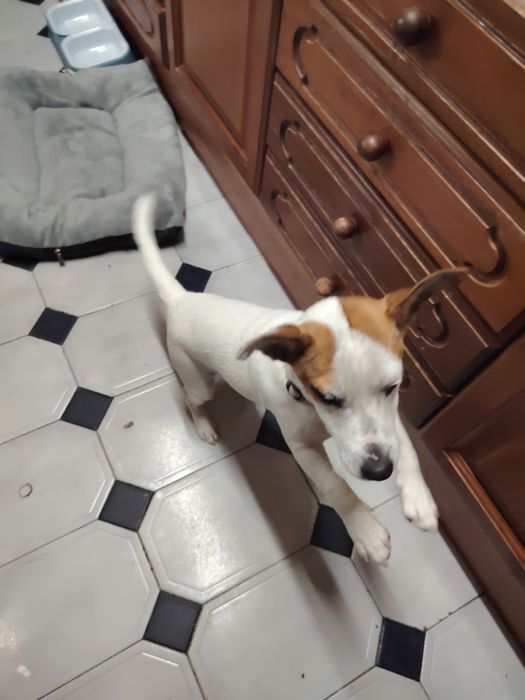 Jack Russell fofinho