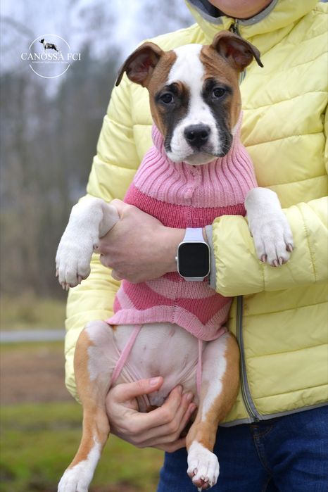 Suczka AmStaff ZKwP/FCI Gotowa do odbioru.