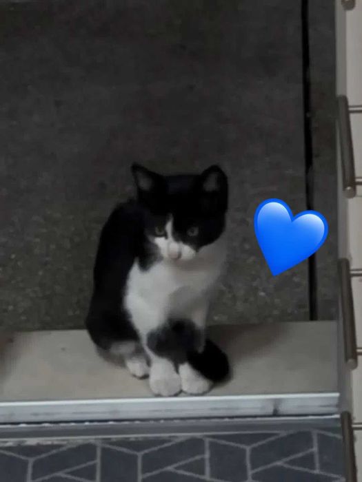 Gatinhos bebés para adoção responsável