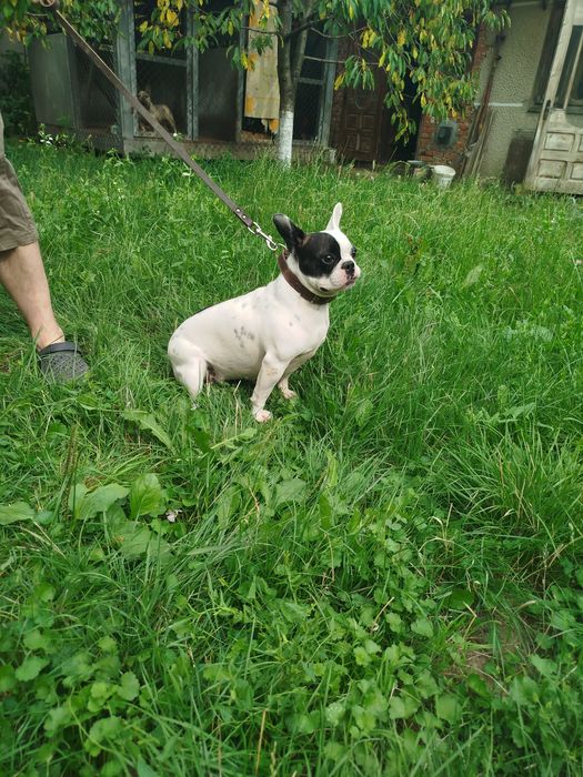 Французький бульдог