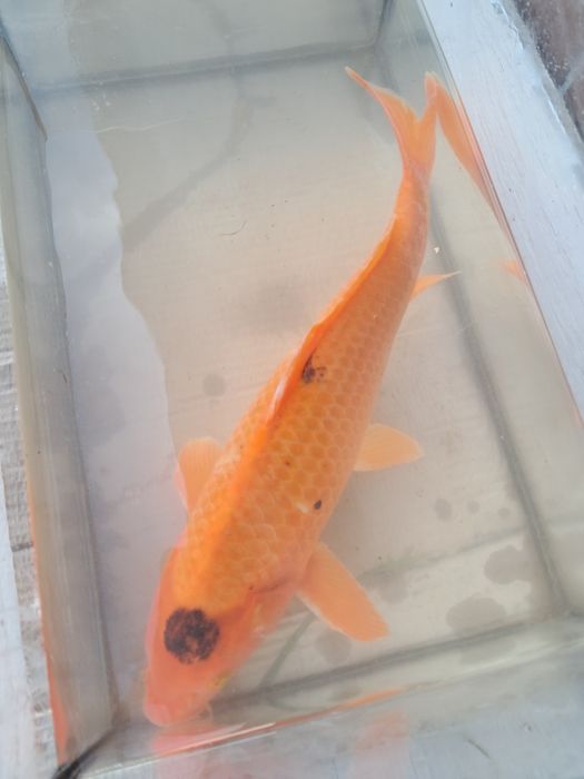 Karp karpie  koi 40 cm