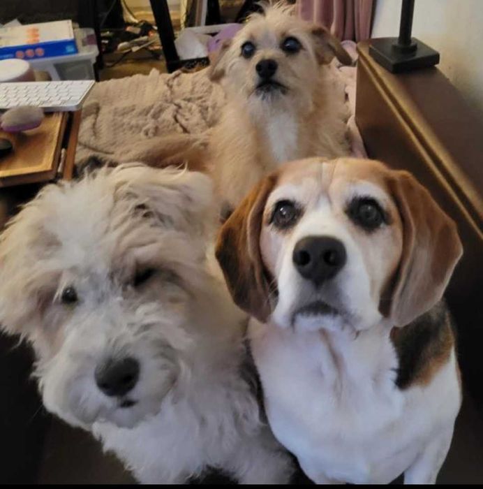 English-Speaking Home, Pet & Personal Assistant Services
