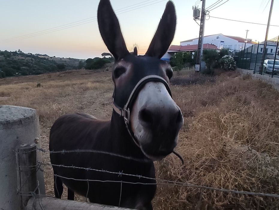 Vendo burro Tomé