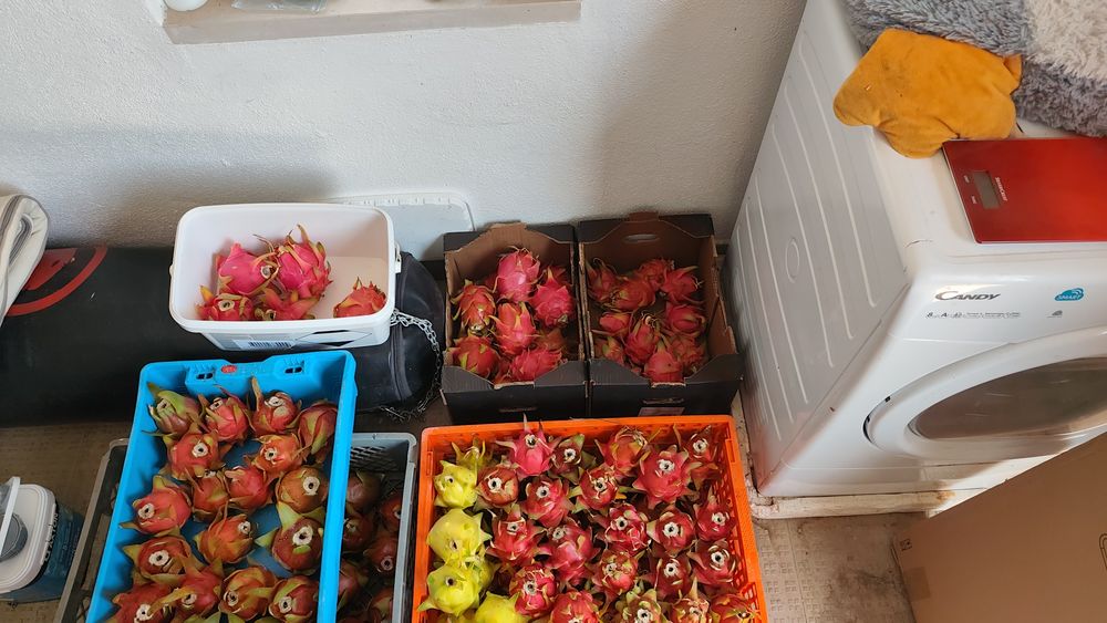 Pitayas / produção nacional / Biológica