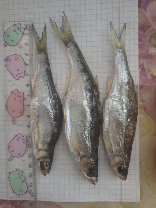 Риба малосольна Тарань з ікрою Лящь плотва сушена