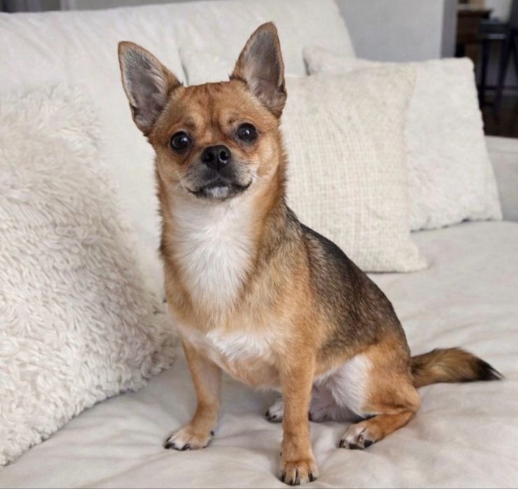 Chihuahua cudny piesek PRALINEK .