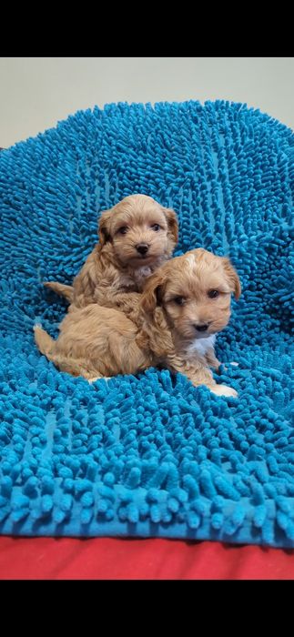 Хлопчик та дiвчинка мальтiпу