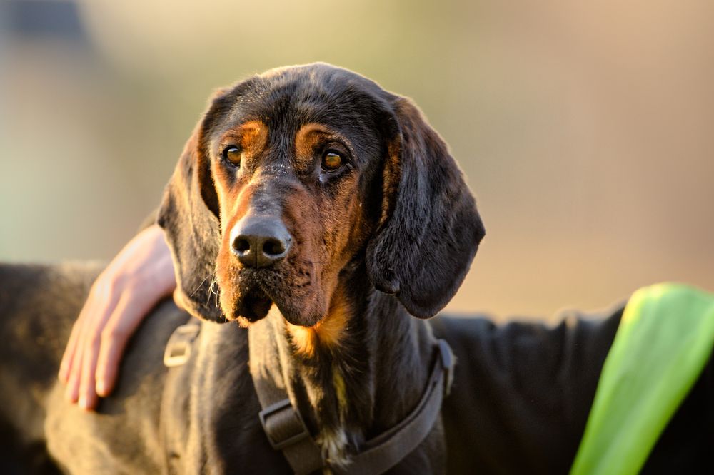 FADO - pies w typie gończy polski