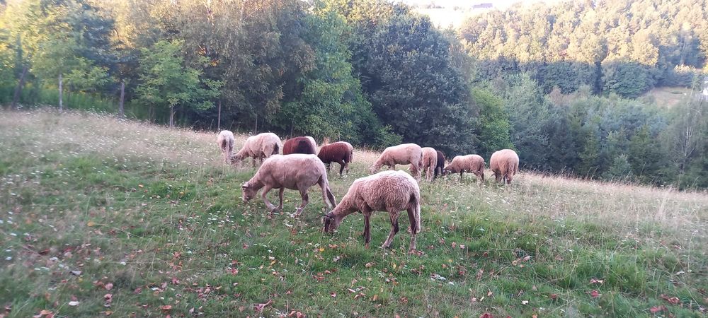 sprzedam owce, jagnieta i tryka