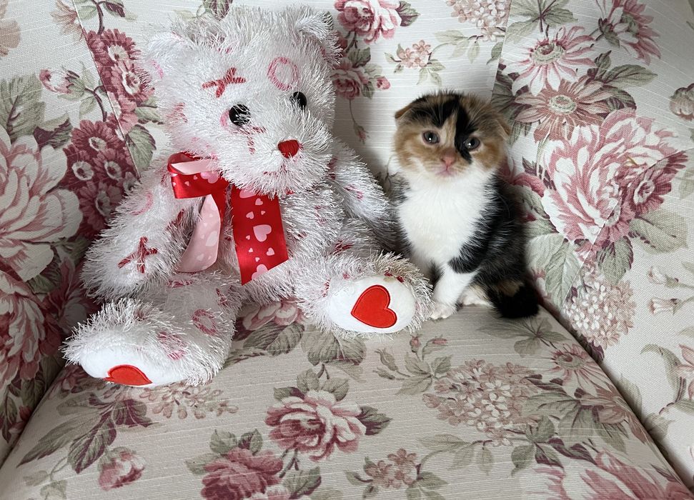 Вислоухая красавица кошечка