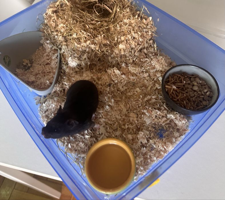 Gaiola de hamster completa