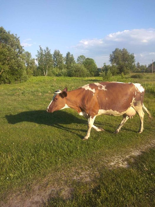 Продам корову спокійна.