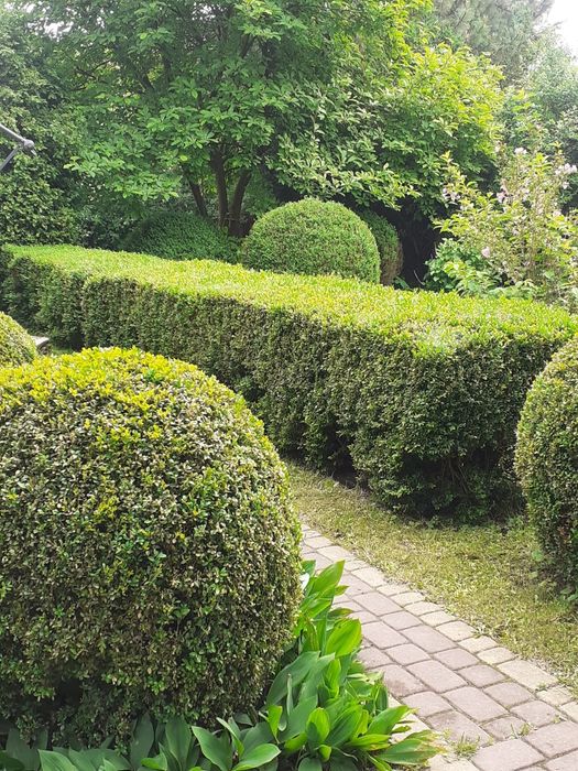 Bukszpan. Sadzonki i krzewy.