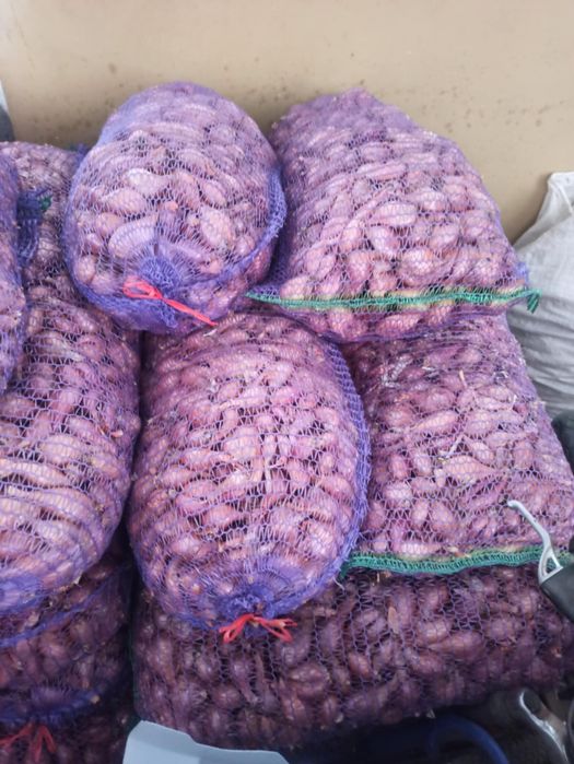 Кущівка цибулька