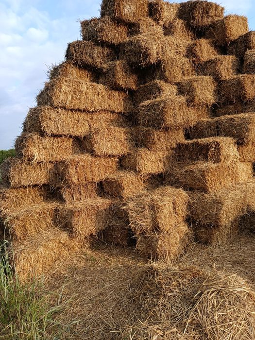 Słoma w kostkach pod truskawkę, żytnia