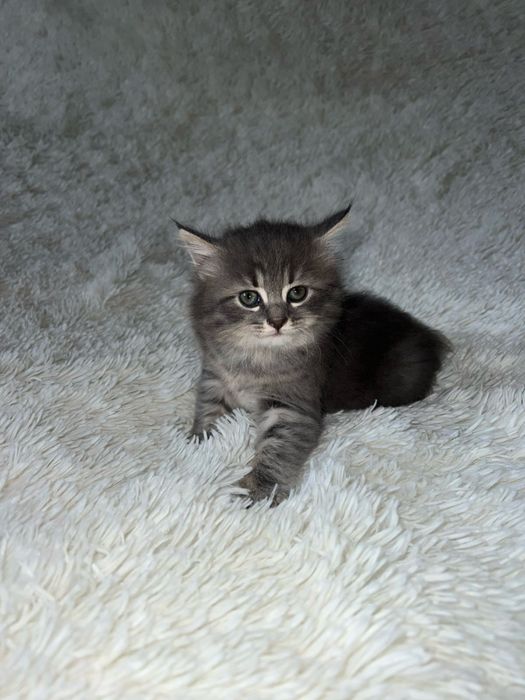 Продам котика британська весловуха