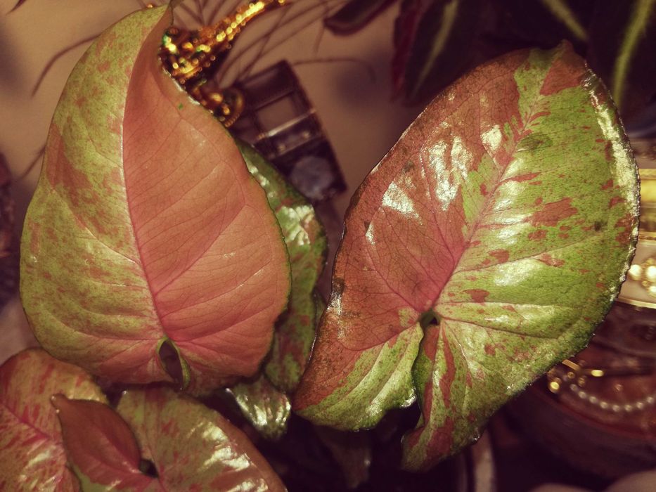 Syngonium Confetti 3-color Variegata monstera philodendron REZERWACJA