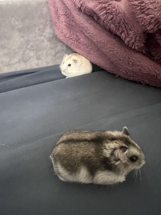 Хомячки джунгарики