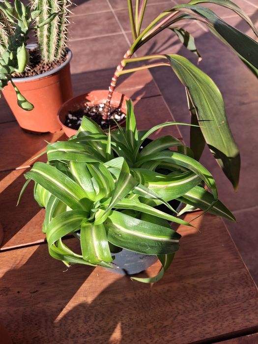 Zielistka Bonnie variegata