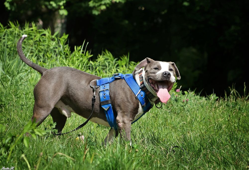 Burbon - amstaff szuka odpowiedniego domu