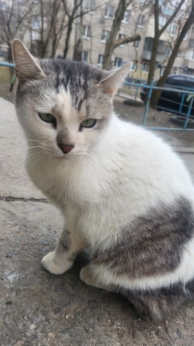 Уехали, а кошку выбросили в мусорные баки