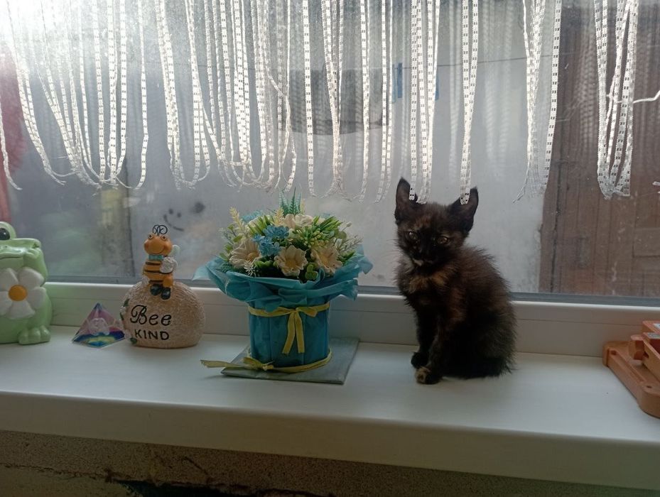 Отдам в добрые руки, котенка