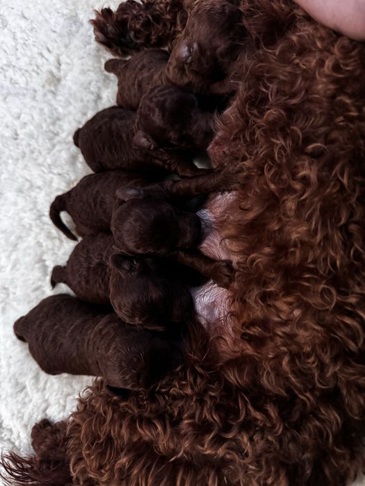 Тойпудель Редбраун вʼязка