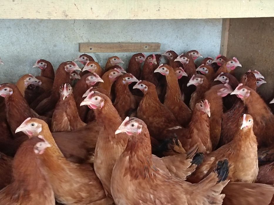 Kura kury nioska nioski Rossa