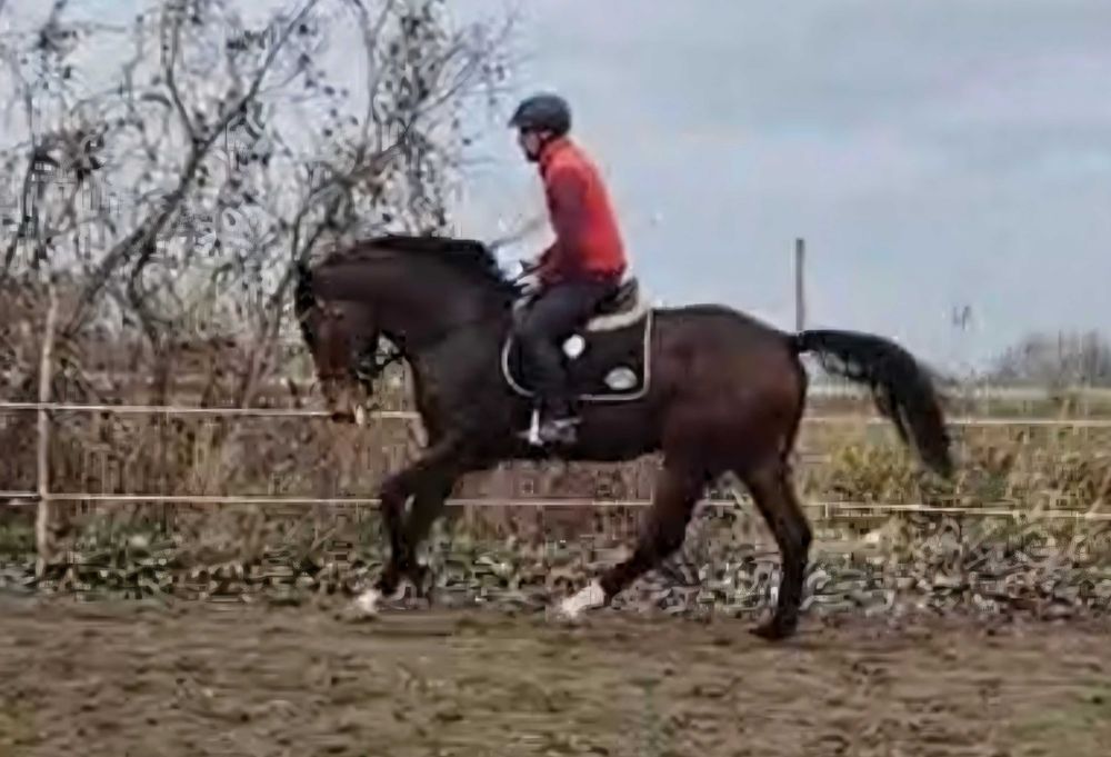 Ogier z licencją do sportu