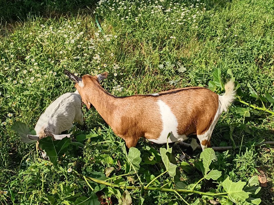 Cabras Anãs - Fêmea