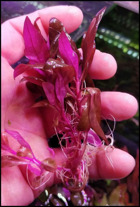 Alternanthera reineckii Mini