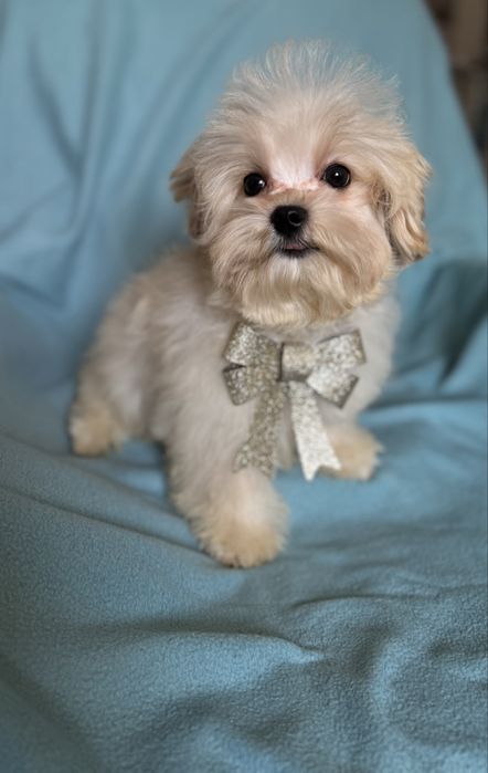 Шикарний хлопчик Мальтіпу.